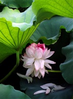 东亭并蒂莲九