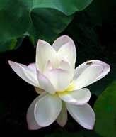 白荷花146