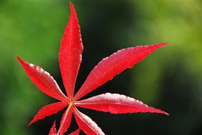 一叶知秋