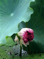 东亭并蒂莲八