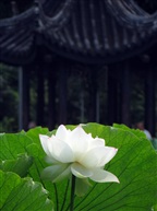 白荷花143