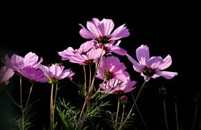 格桑花