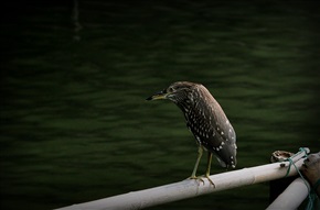 栗头虎斑鳽