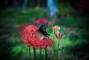 蝶恋花