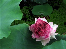 东亭并蒂莲七