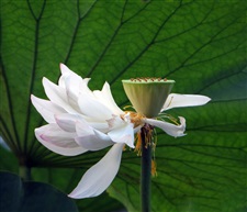 白荷花145