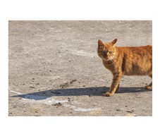 猫出没