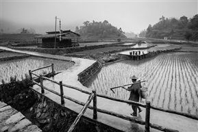 田间