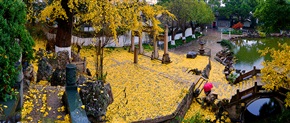 吹落黄花满地金