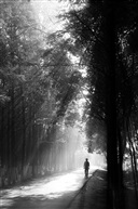 路洒满阳光