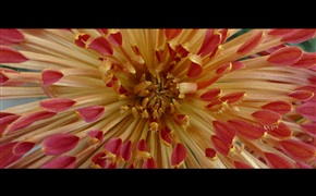 菊蕊