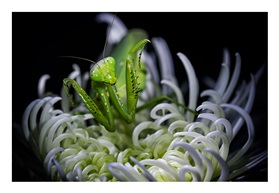 《菊花上的精灵》
