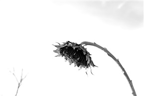 向日葵
