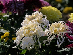 菊