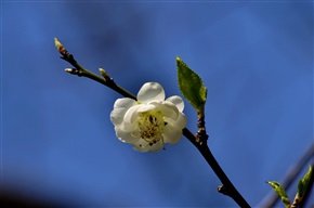 一花独秀