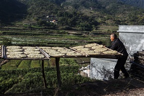 白菊开满时