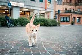 游荡的猫