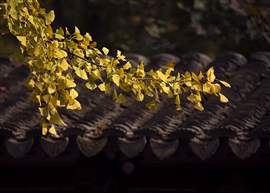 秋