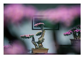 《盘景》