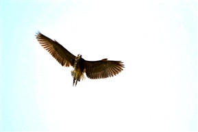 鹰击长空