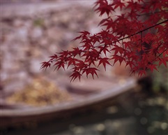 秋红