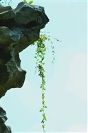 峻石秀枝