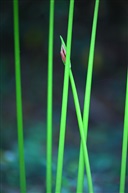 含苞待放