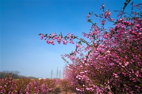 春光烂漫