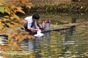 一池秋色