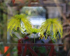 菊花台