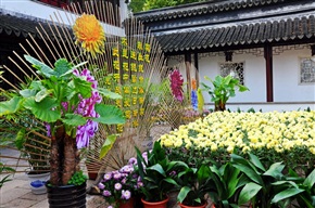 菊花