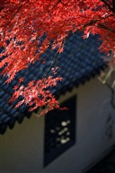 后坡红枫