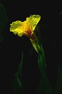 黑里俏