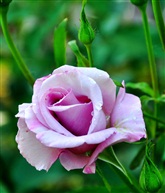 月季花