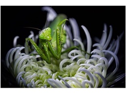菊花上精灵