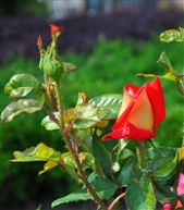 月季花