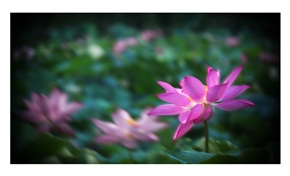 《荷花》