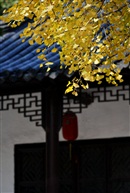 冬至前的风采