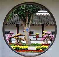 菊花