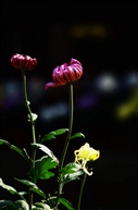 菊