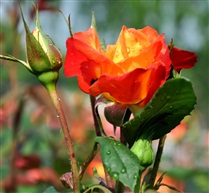 月季花