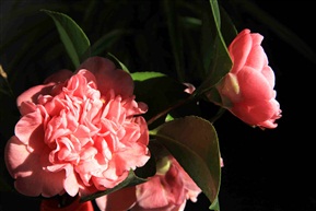 茶花