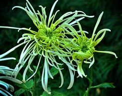 菊花