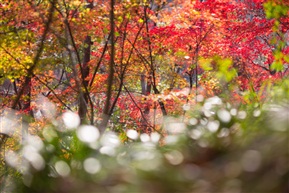 秋色满山