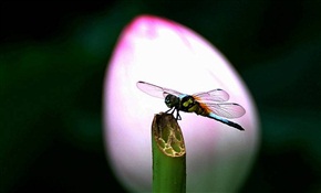 蜻蜓