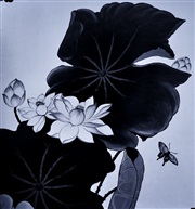 蝶恋花