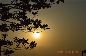 太阳和树