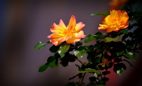 蔷薇花