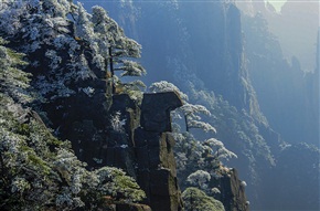 黄山松影