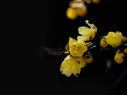 腊梅